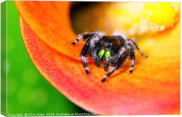Cute jumping  spider Canvas Print by Chris Rabe