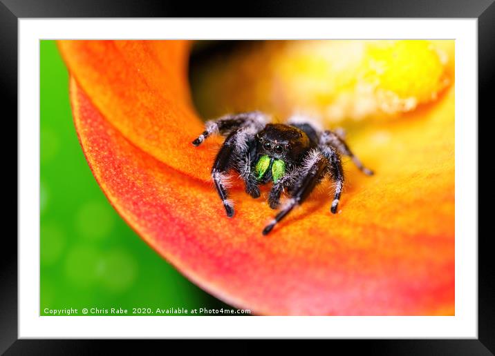 Cute jumping  spider Framed Mounted Print by Chris Rabe