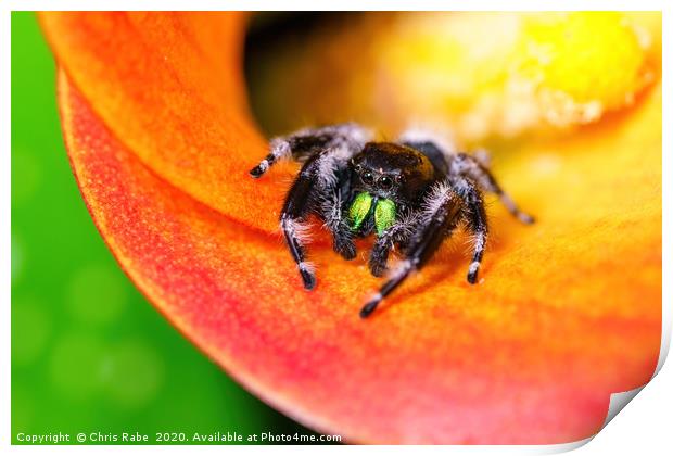 Cute jumping  spider Print by Chris Rabe