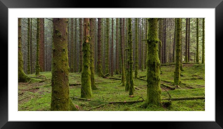 The Mossy Forest Framed Mounted Print by Eirik Sørstrømmen