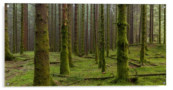 The Mossy Forest Acrylic by Eirik Sørstrømmen