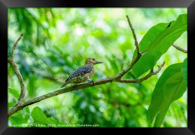  Hoffmans woodpecker  Framed Print by Chris Rabe