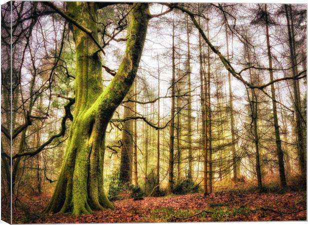 The Green Tree in Wentwood Forest Canvas Print by John Pinkstone