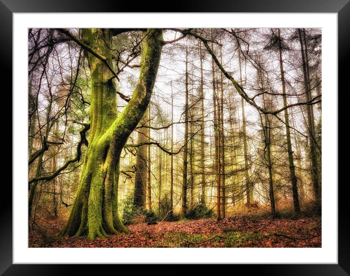 The Green Tree in Wentwood Forest Framed Mounted Print by John Pinkstone