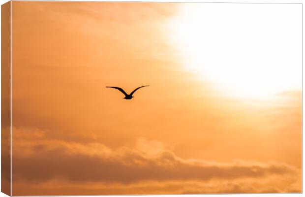 Bird Silhouette flying towards the rising sun at d Canvas Print by Dave Collins