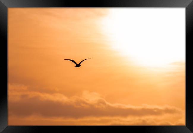 Bird Silhouette flying towards the rising sun at d Framed Print by Dave Collins