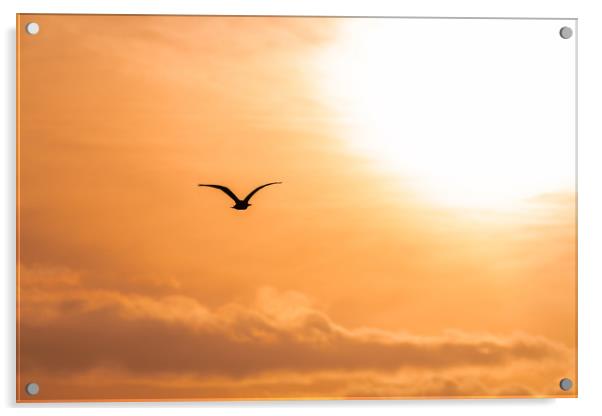 Bird Silhouette flying towards the rising sun at d Acrylic by Dave Collins