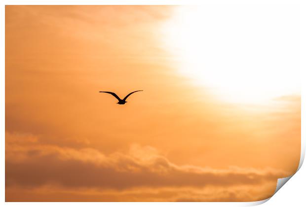 Bird Silhouette flying towards the rising sun at d Print by Dave Collins