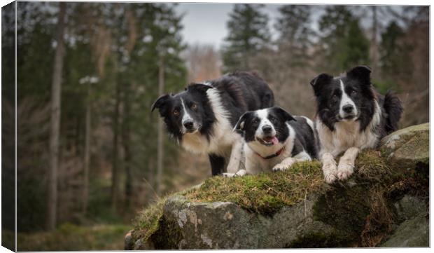 Pass of the Collie Canvas Print by John Malley