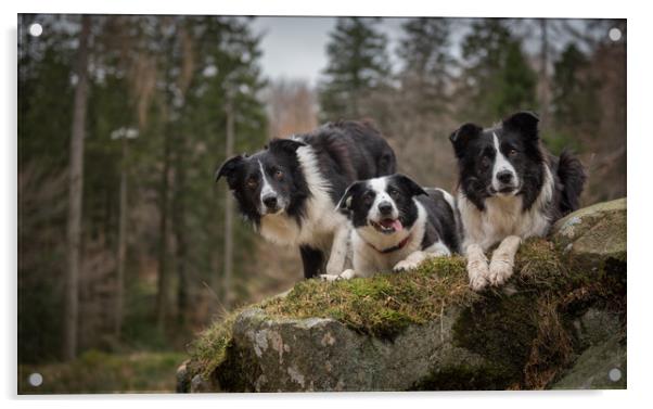 Pass of the Collie Acrylic by John Malley