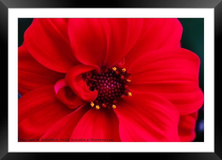 Red Dahlia Framed Mounted Print by  Photofloret