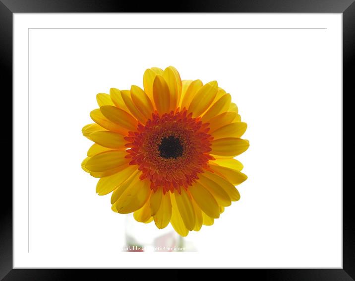 yellow gerbera, floral display Framed Mounted Print by Photogold Prints