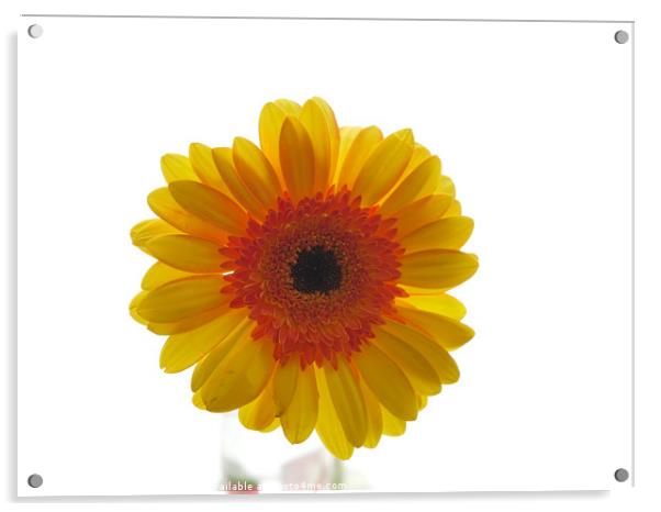 yellow gerbera, floral display Acrylic by Photogold Prints