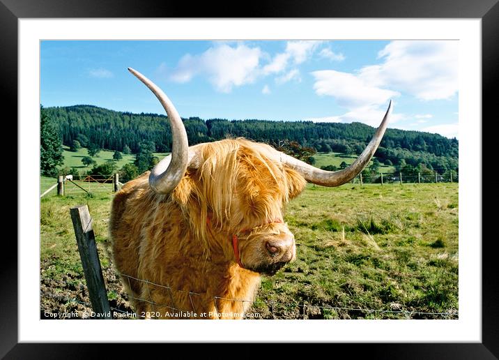 Highland cow Framed Mounted Print by Photogold Prints