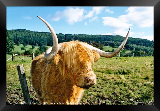 Highland cow Framed Print by Photogold Prints