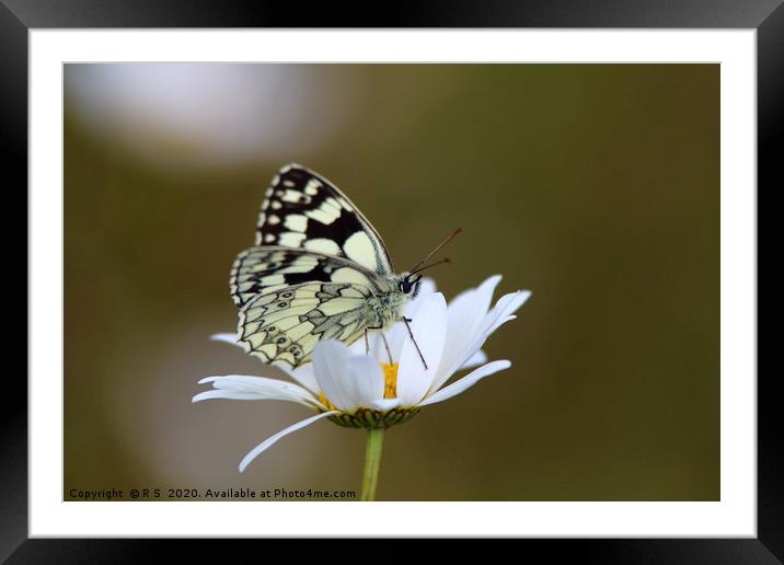 Marbled White Butterfly Framed Mounted Print by Rumyana Whitcher