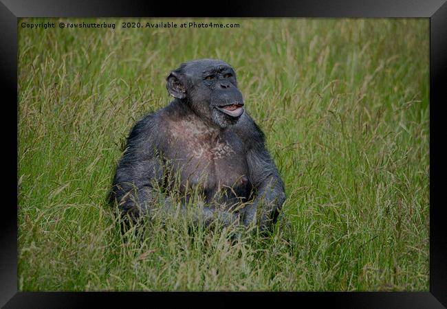 Chimpanzee Sitting In The Grass Framed Print by rawshutterbug 