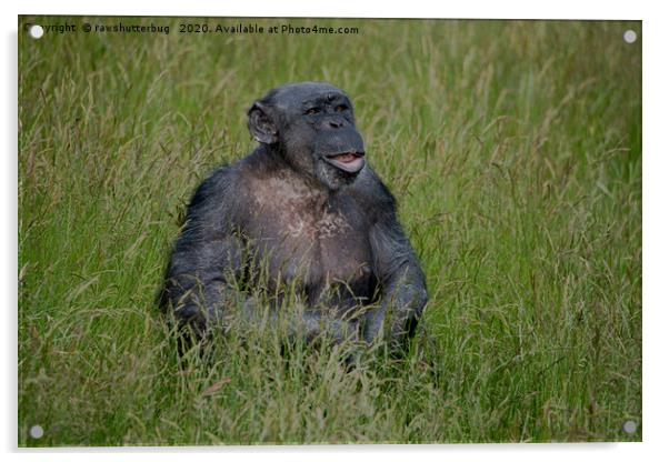Chimpanzee Sitting In The Grass Acrylic by rawshutterbug 