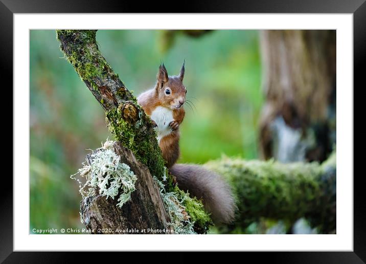 red squirrel  Framed Mounted Print by Chris Rabe