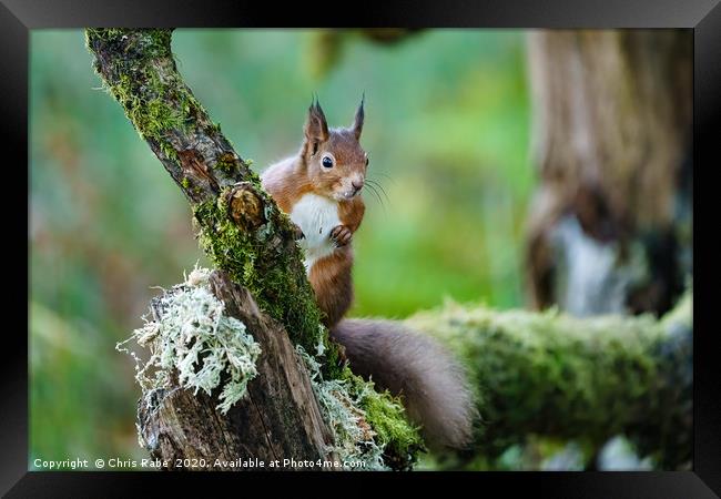 red squirrel  Framed Print by Chris Rabe