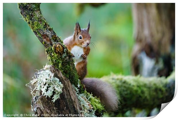 red squirrel  Print by Chris Rabe
