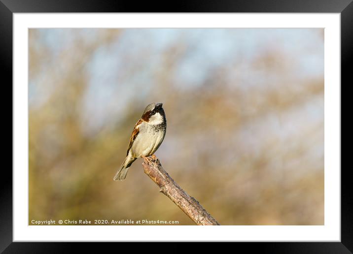 Male House sparrow Framed Mounted Print by Chris Rabe