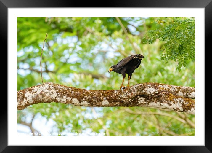 Common Black Hawk  Framed Mounted Print by Chris Rabe