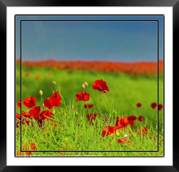 "Simply Poppies" Framed Mounted Print by ROS RIDLEY