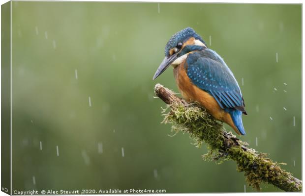 Kingfisher in the Rain Canvas Print by Alec Stewart