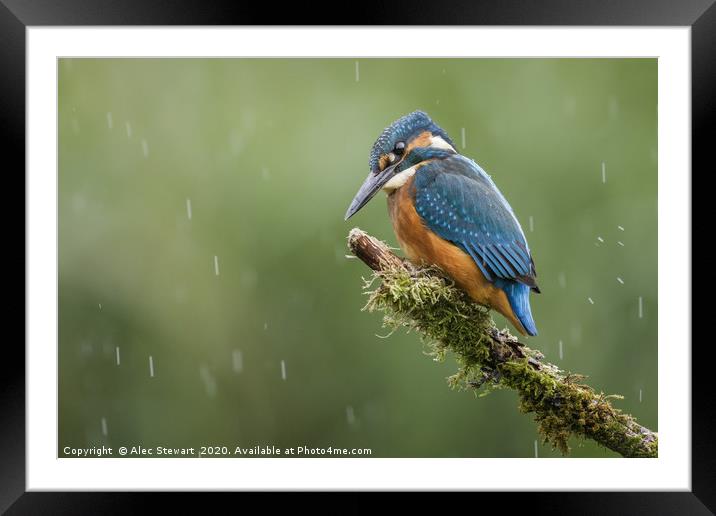 Kingfisher in the Rain Framed Mounted Print by Alec Stewart