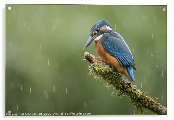 Kingfisher in the Rain Acrylic by Alec Stewart