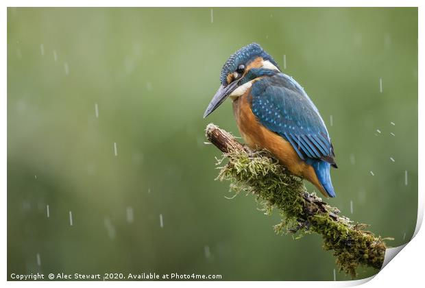 Kingfisher in the Rain Print by Alec Stewart