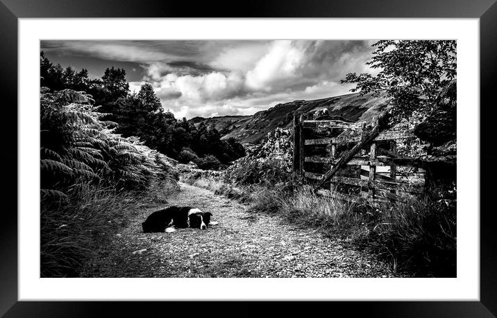 The Sheepdog Framed Mounted Print by John Malley