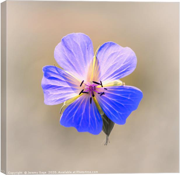 Enchanting Blooms of the Wild Geranium Canvas Print by Jeremy Sage