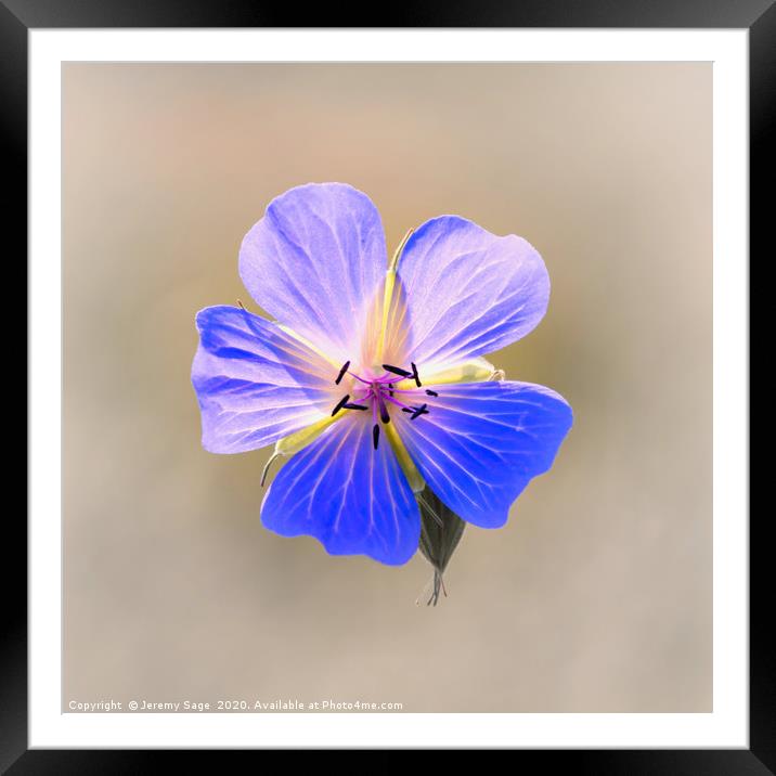 Enchanting Blooms of the Wild Geranium Framed Mounted Print by Jeremy Sage