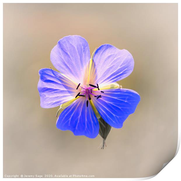 Enchanting Blooms of the Wild Geranium Print by Jeremy Sage