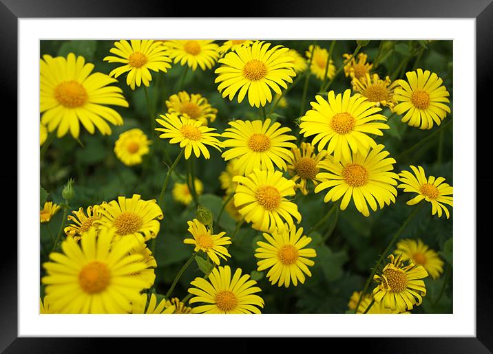 Jamaican Primrose Framed Mounted Print by Chris Day
