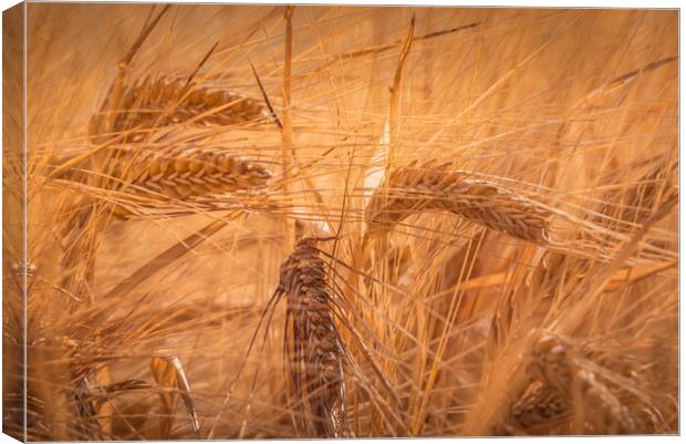 Summer Fields of Barley Canvas Print by John Malley
