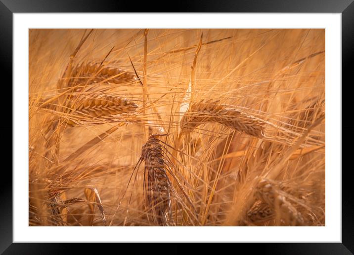 Summer Fields of Barley Framed Mounted Print by John Malley