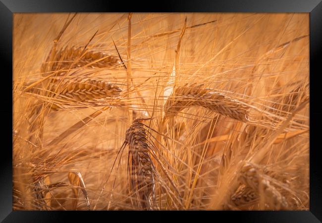 Summer Fields of Barley Framed Print by John Malley