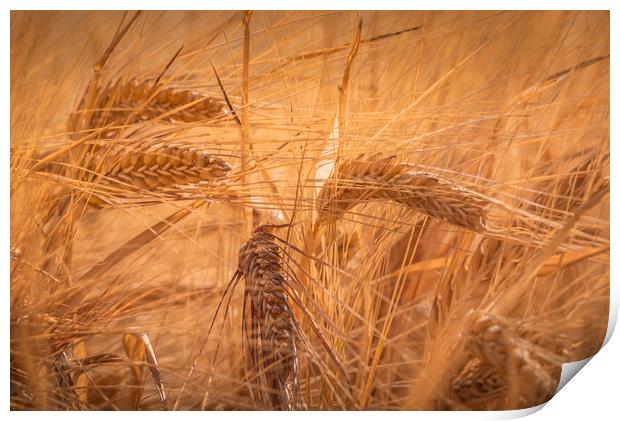 Summer Fields of Barley Print by John Malley