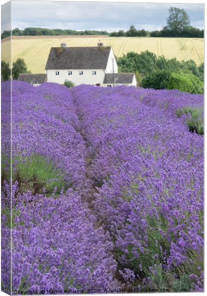 Cotswolds Lavender Farm, a tourist attraction in W Canvas Print by Martin Williams