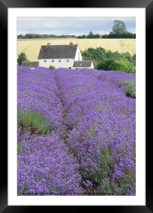 Cotswolds Lavender Farm, a tourist attraction in W Framed Mounted Print by Martin Williams