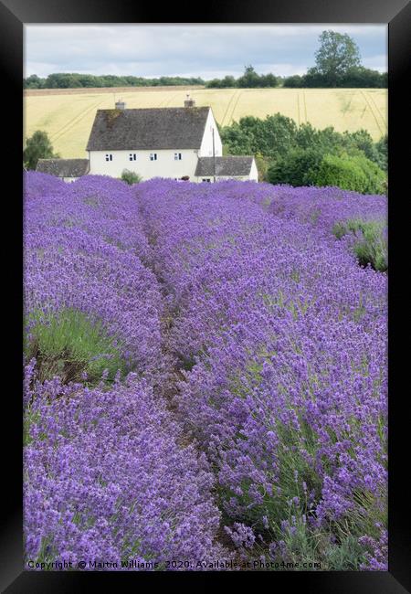 Cotswolds Lavender Farm, a tourist attraction in W Framed Print by Martin Williams