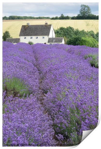 Cotswolds Lavender Farm, a tourist attraction in W Print by Martin Williams
