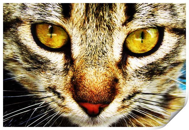 The expressive look of a domestic cat Print by Vitaliy Borisov