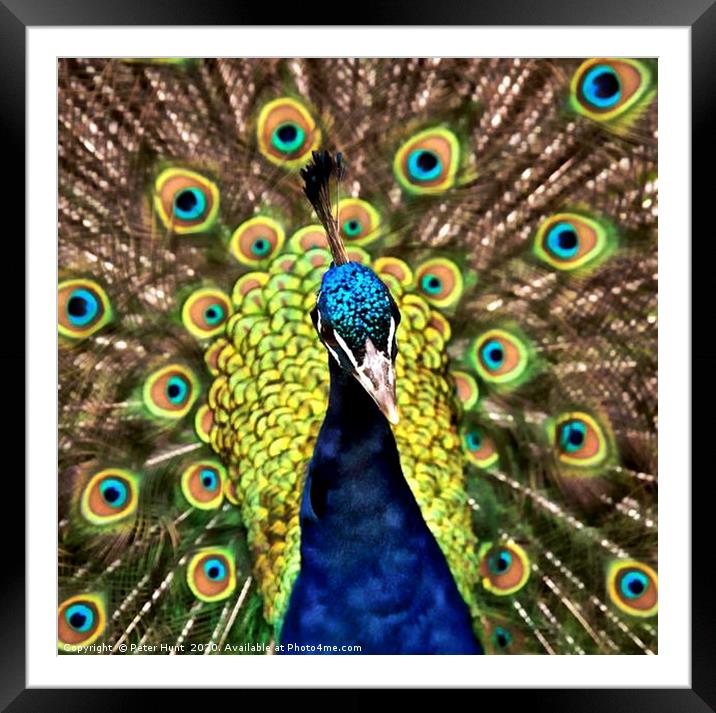Peacock Framed Mounted Print by Peter Hunt