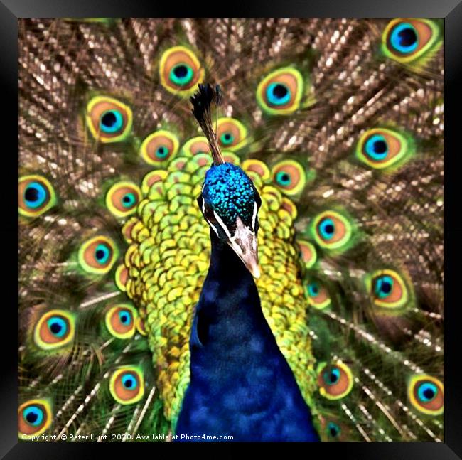 Peacock Framed Print by Peter Hunt