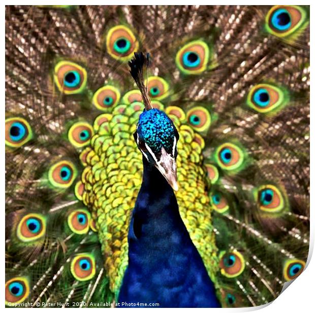 Peacock Print by Peter Hunt