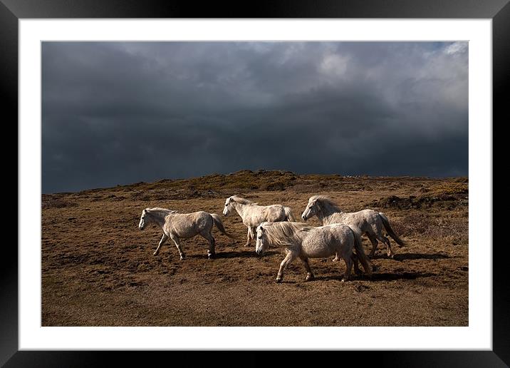 Wild welsh ponies Framed Mounted Print by Gail Johnson
